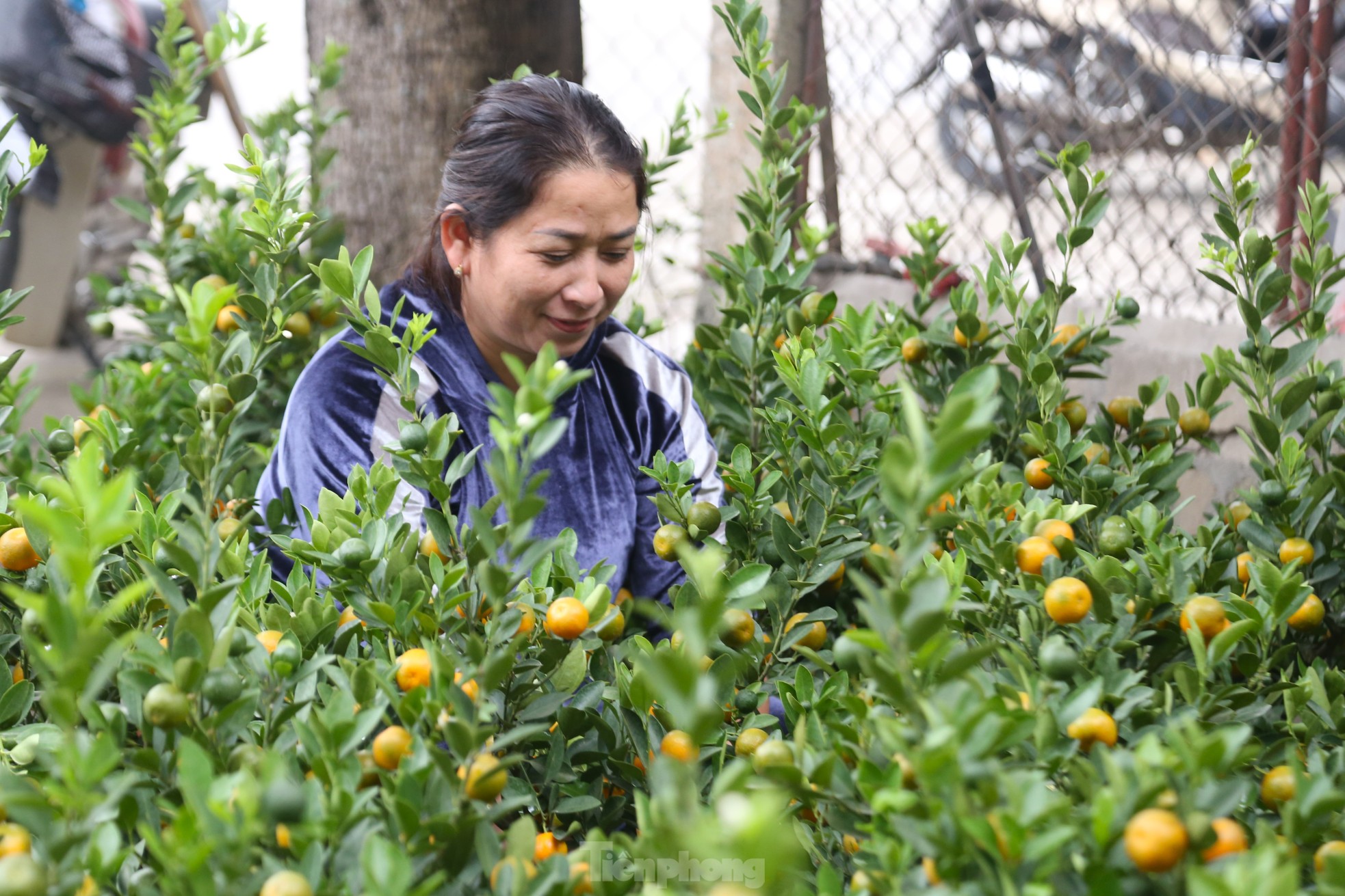 Bưởi cảnh v&agrave; quất mini Tết h&uacute;t kh&aacute;ch sắm sớm tại th&agrave;nh phố Vinh - Ảnh 10.