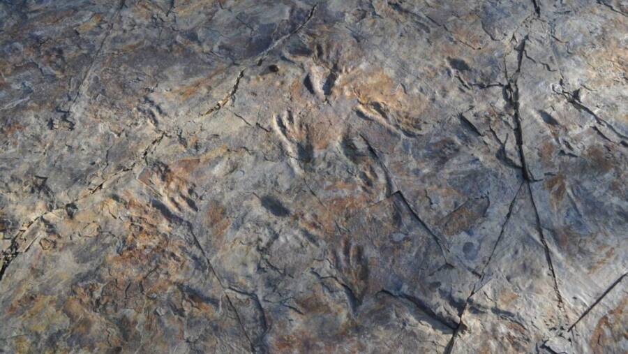 Các nhà khoa học vừa phát hiện ra những con cá sấu thời tiền sử chạy thẳng đứng bằng hai chân và săn lùng khủng long- Ảnh 3. Các nhà khoa học vừa phát hiện ra những con cá sấu thời tiền sử chạy thẳng đứng bằng hai chân và săn lùng khủng long- Ảnh 3.