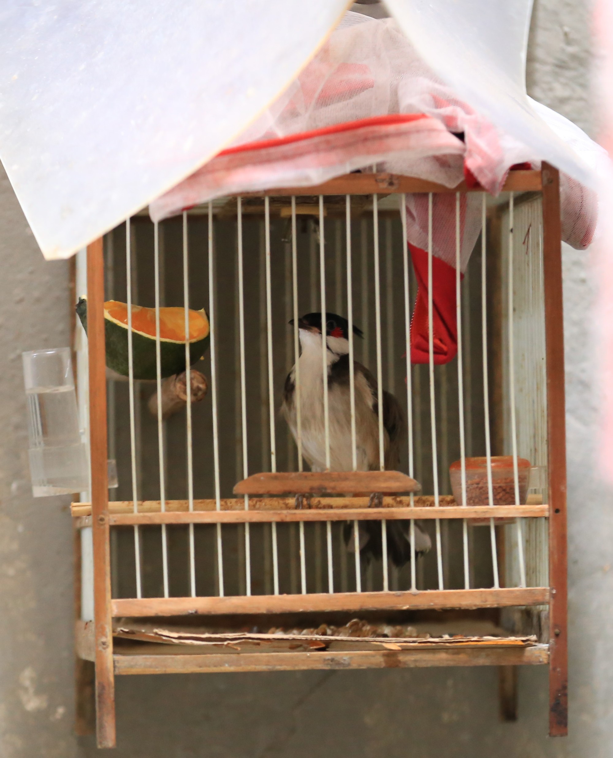 Ng&agrave;y đẹp trời đi dạo phố c&ugrave;ng &ocirc;ng l&atilde;o 61 tuổi v&agrave; "th&uacute; cưng" nổi tiếng nhất H&agrave; Nội: "Con Pạc Pạc nghe lời &ocirc;ng ấy răm rắp" - Ảnh 8.