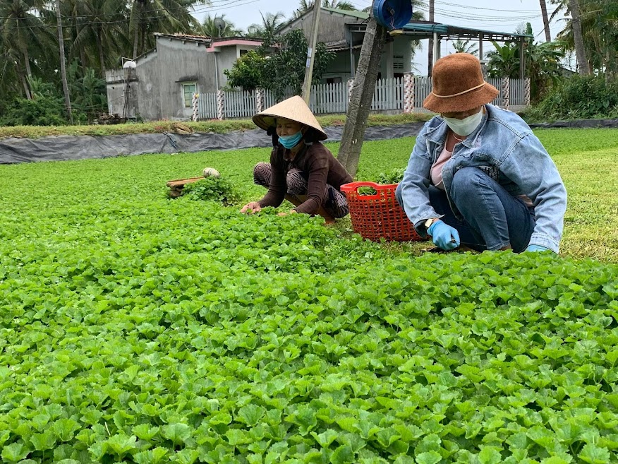 4 loại rau vườn nhà người Việt thường không lo thuốc sâu, "tốt ngang nhân sâm", mùa lạnh dùng ăn lẩu thì tuyệt ngon - Ảnh 3.