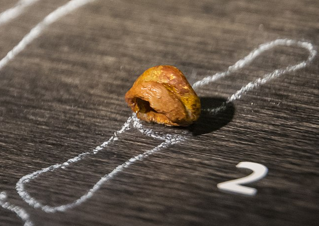 Một lo&agrave;i tuyệt chủng b&iacute; ẩn đ&atilde; gieo mầm gen của ch&uacute;ng ở người hiện đại- Ảnh 2.