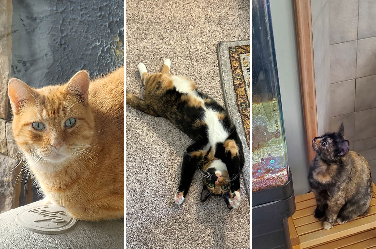 Mỹ v&agrave; Nhật tranh nhau c&ocirc;ng bố một ph&aacute;t hiện khoa học, c&oacute; thể giải m&atilde; b&iacute; ẩn đ&atilde; tồn tại 10.000 năm b&ecirc;n trong bộ l&ocirc;ng m&egrave;o tam thể- Ảnh 1.