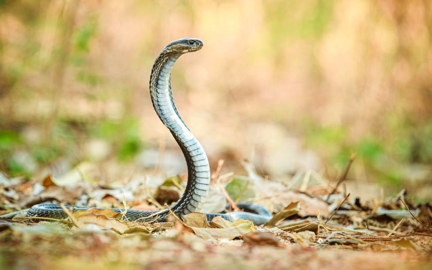 Trẻ chậm phát triển ngôn ngữ do thiết bị màn hình - Ảnh 2.