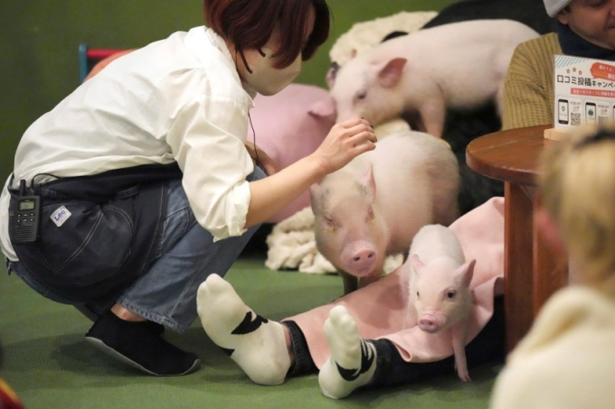 Trào lưu mới "vô cùng sang chảnh" ở các quán cà phê thời thượng Nhật Bản: Vừa uống cà phê vừa ôm lợn, phản ứng của khách gây ngỡ ngàng- Ảnh 6.