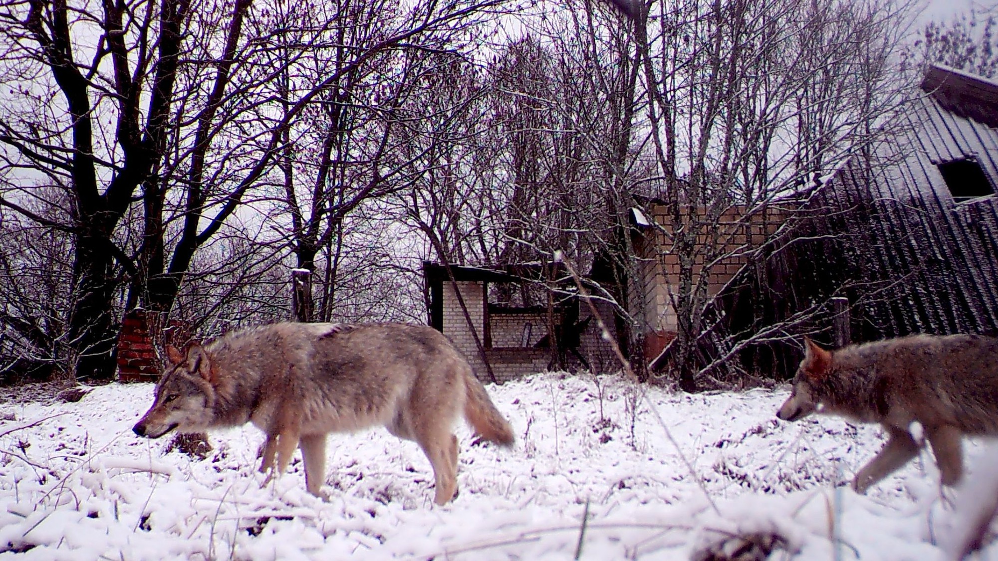 Tiết lộ về khả năng bất ngờ của sói Chernobyl- Ảnh 1.