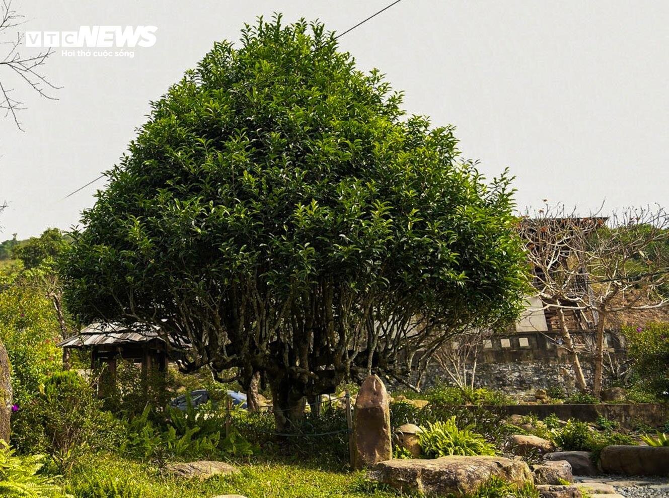 Ngắm cây chè Shan Tuyết cổ thụ 500 năm tuổi ở Yên Bái- Ảnh 2.
