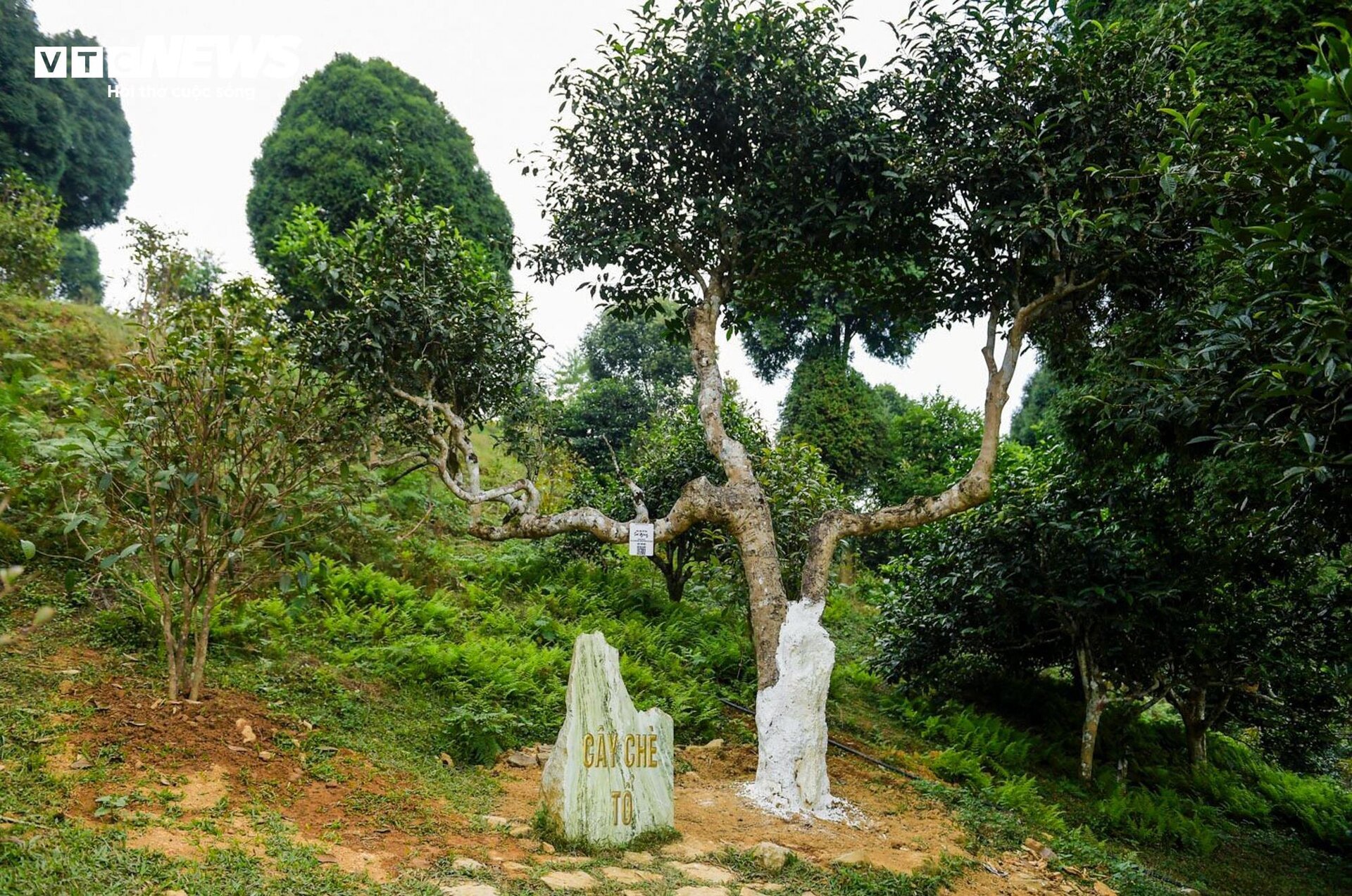 Ngắm cây chè Shan Tuyết cổ thụ 500 năm tuổi ở Yên Bái- Ảnh 1.