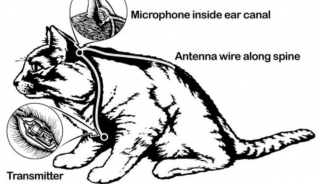 CIA sử dụng động vật cho các chiến dịch do thám tuyệt mật như thế nào?- Ảnh 4.