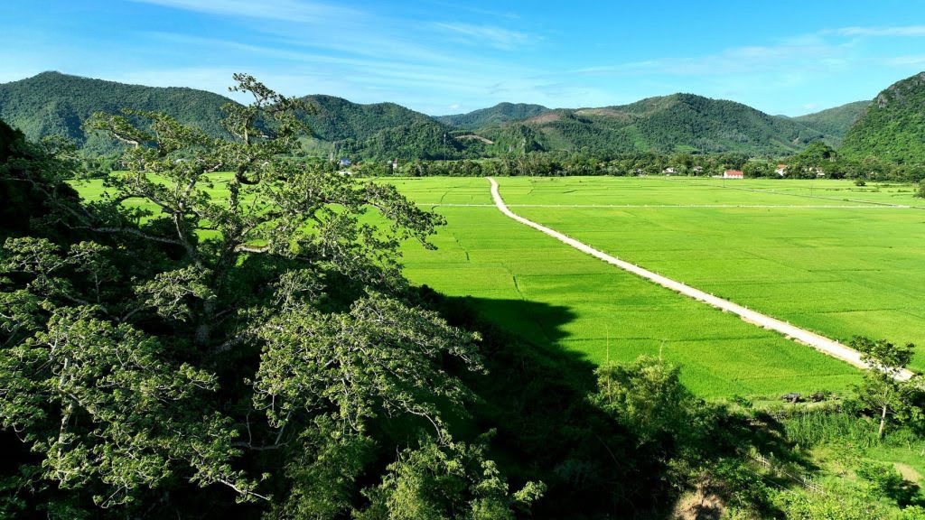 Cây gạo hơn 500 tuổi - cây di sản đầu tiên của Quảng Bình có gì đặc biệt?- Ảnh 3.