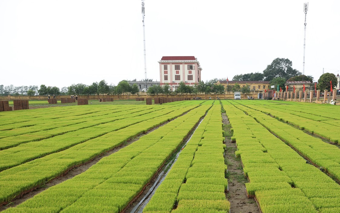 Thủ tướng Phạm Minh Chính cấy lúa, thu hoạch cà rốt cùng nông dân- Ảnh 6.