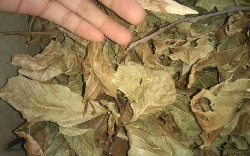 1 loại lá “làm sạch” cơ thể sau kỳ nghỉ Tết, hạ đường huyết hiệu quả: Mọc đầy ở vùng núi Việt Nam- Ảnh 2.