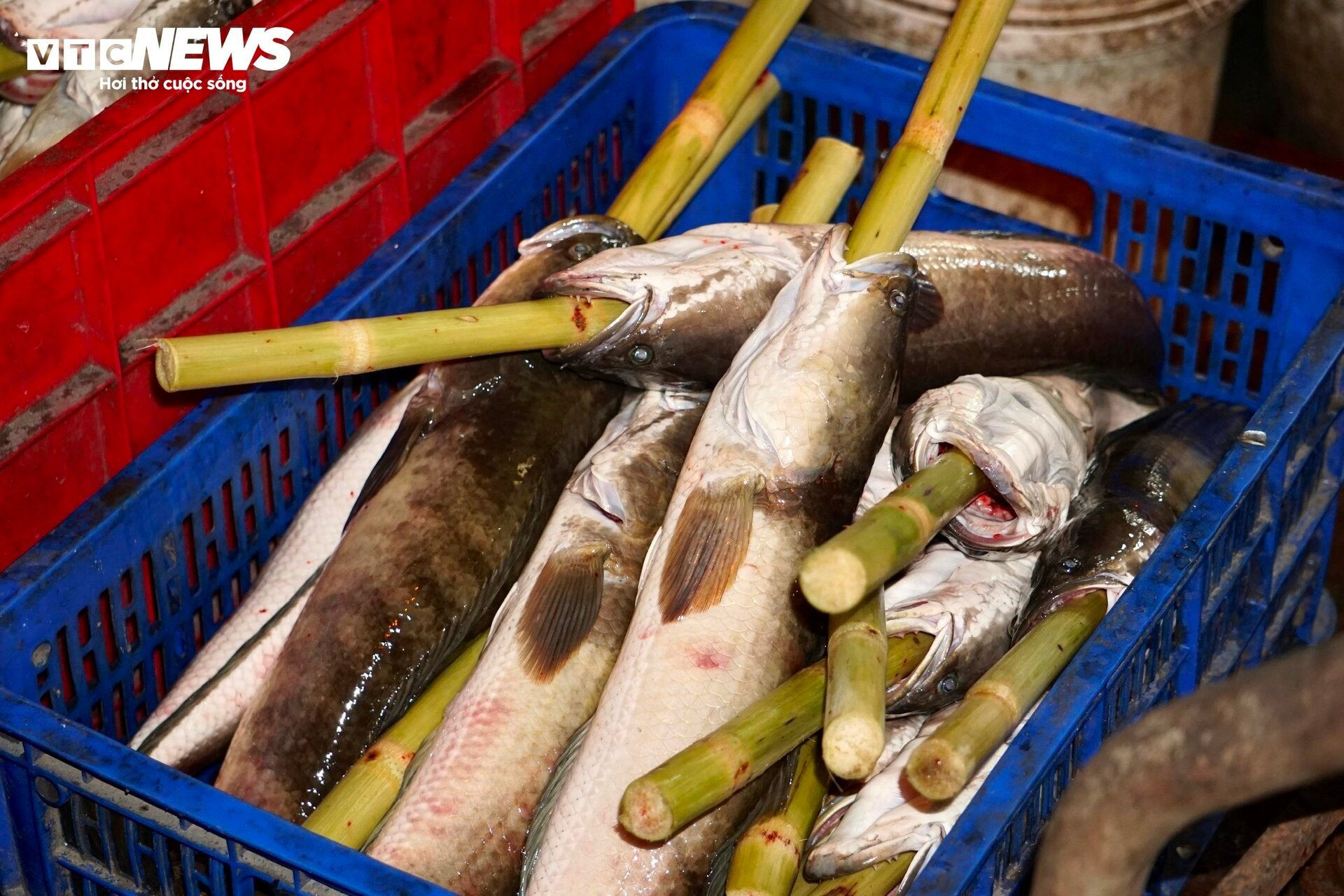 Quán vỉa hè thuê 40 người xuyên đêm nướng 4 tấn cá lóc bán ngày vía Thần Tài- Ảnh 3.
