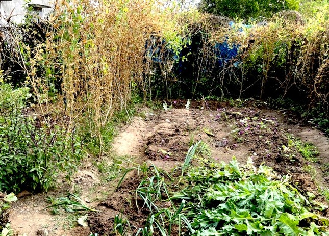 Cảnh sát phát hiện vườn thuốc phiện 'ẩn thân' trong vườn rau- Ảnh 1.