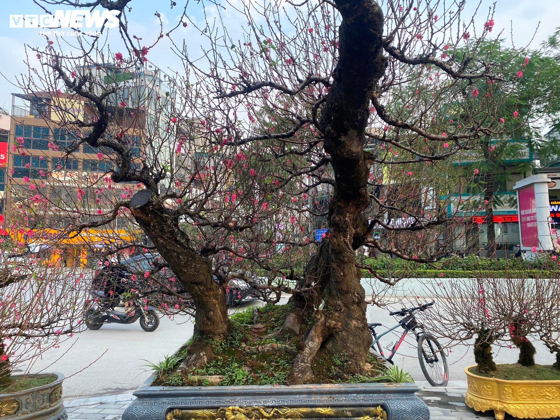 Cận cảnh cây đào nổi bật nhất làng Nhật Tân, giá cho thuê 100 triệu đồng- Ảnh 1.