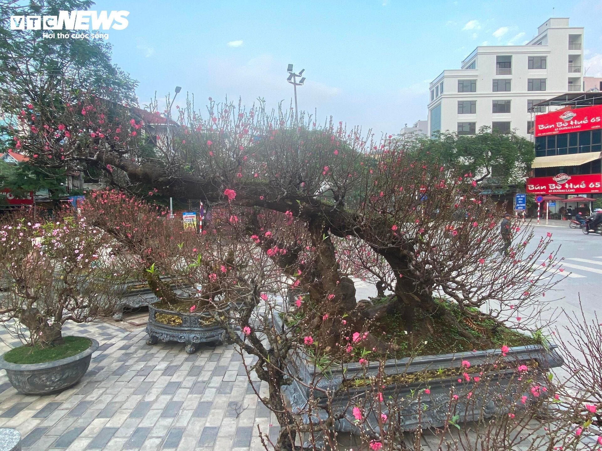 Cận cảnh cây đào nổi bật nhất làng Nhật Tân, giá cho thuê 100 triệu đồng- Ảnh 5.