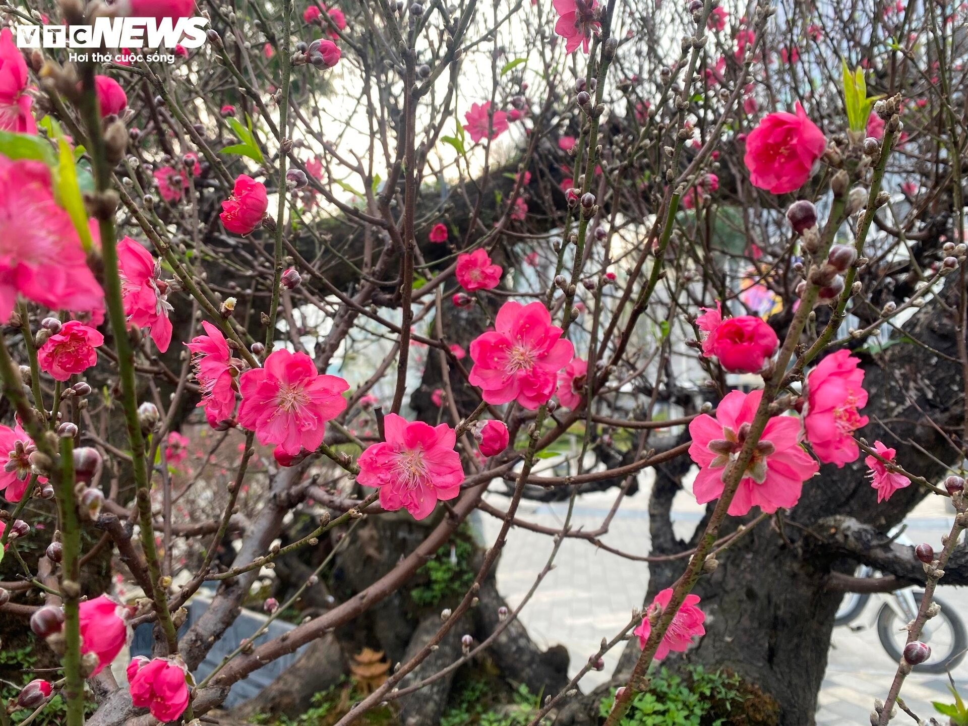 Cận cảnh cây đào nổi bật nhất làng Nhật Tân, giá cho thuê 100 triệu đồng- Ảnh 8.