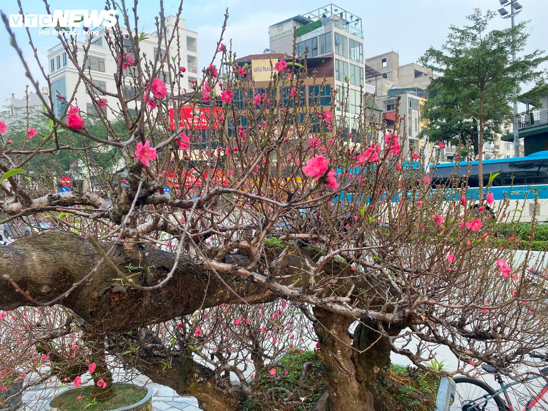 Cận cảnh cây đào nổi bật nhất làng Nhật Tân, giá cho thuê 100 triệu đồng- Ảnh 12.