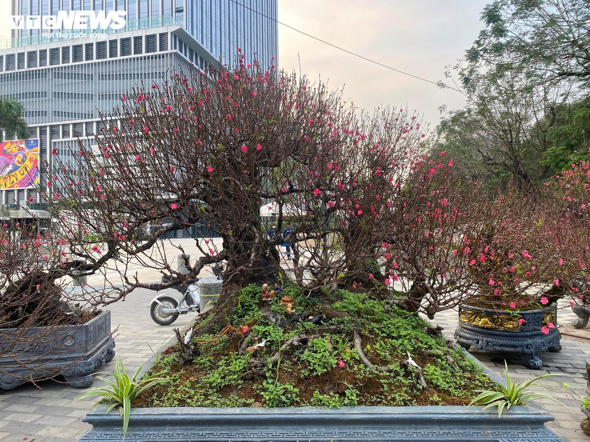 Cận cảnh cây đào nổi bật nhất làng Nhật Tân, giá cho thuê 100 triệu đồng- Ảnh 13.