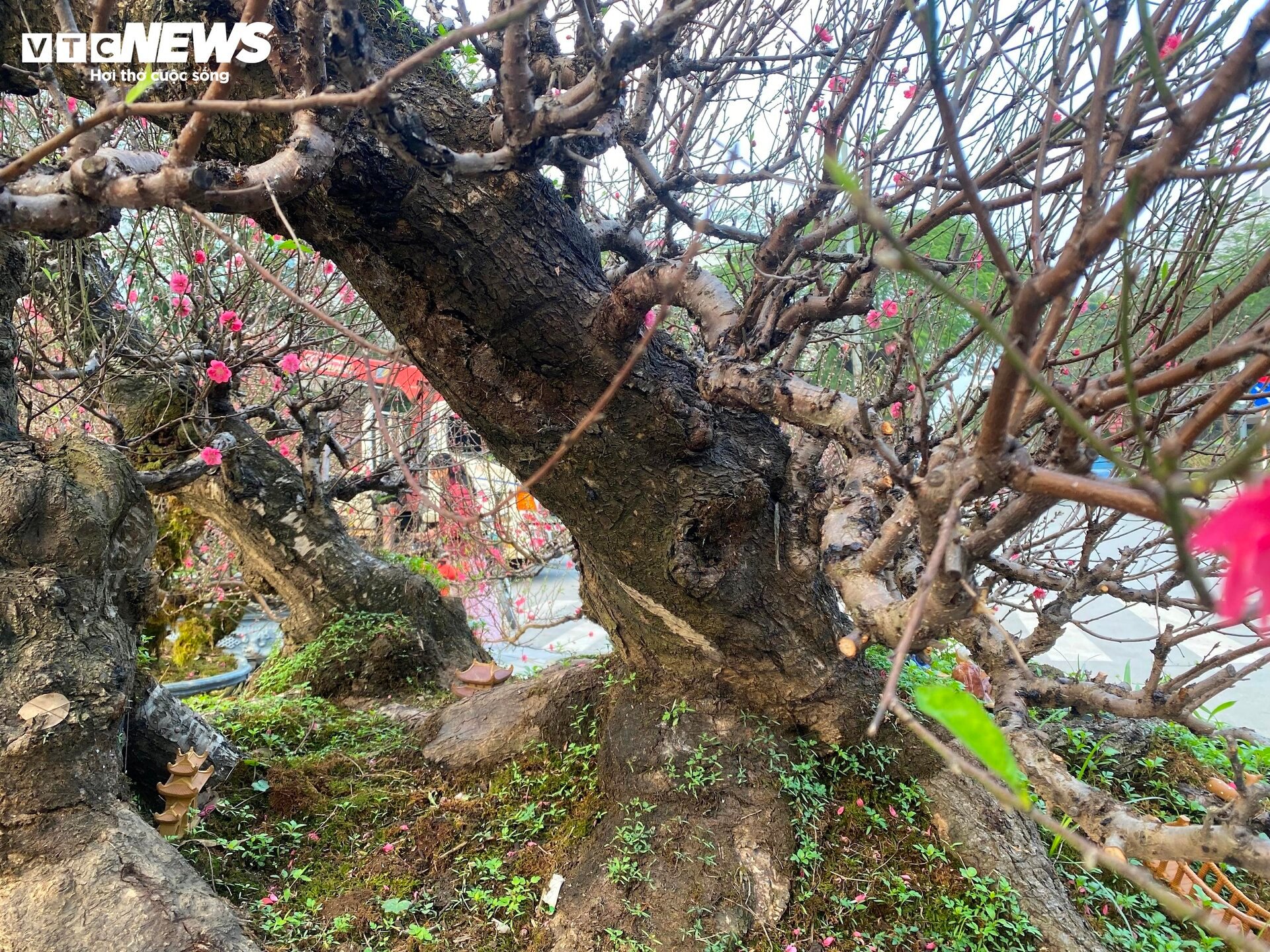 Cận cảnh cây đào nổi bật nhất làng Nhật Tân, giá cho thuê 100 triệu đồng- Ảnh 11.