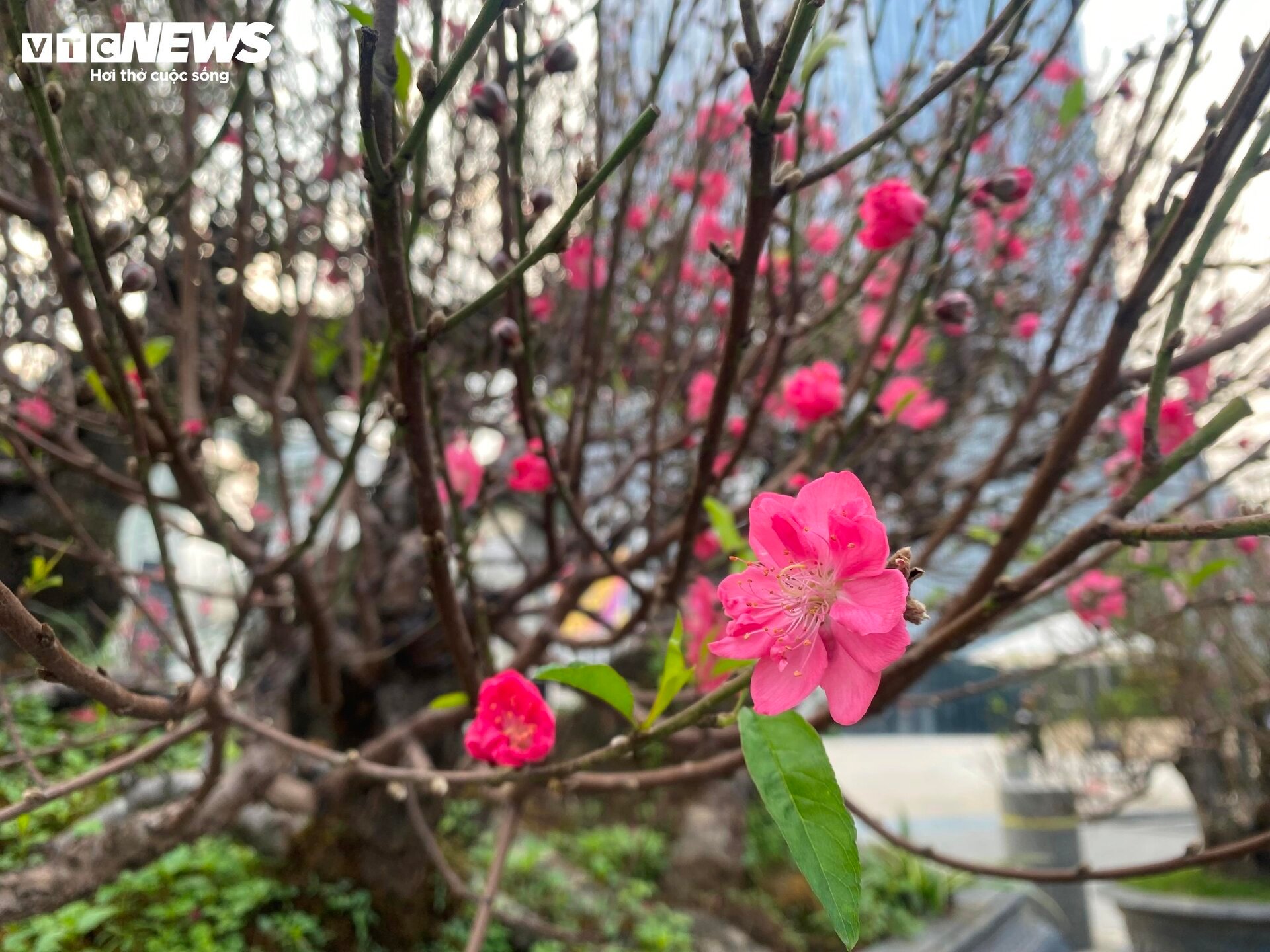 Cận cảnh cây đào nổi bật nhất làng Nhật Tân, giá cho thuê 100 triệu đồng- Ảnh 9.