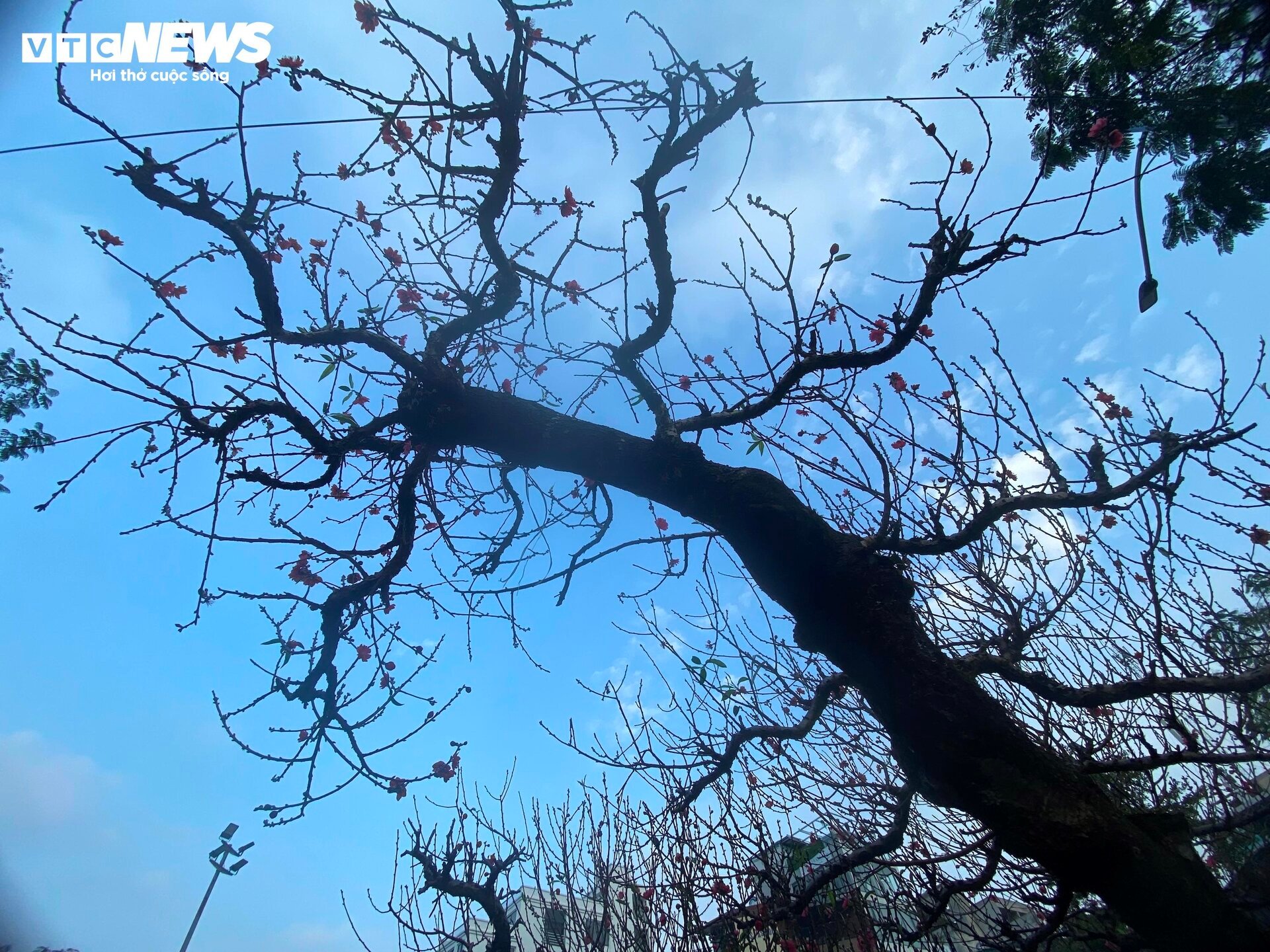 Cận cảnh cây đào nổi bật nhất làng Nhật Tân, giá cho thuê 100 triệu đồng- Ảnh 10.