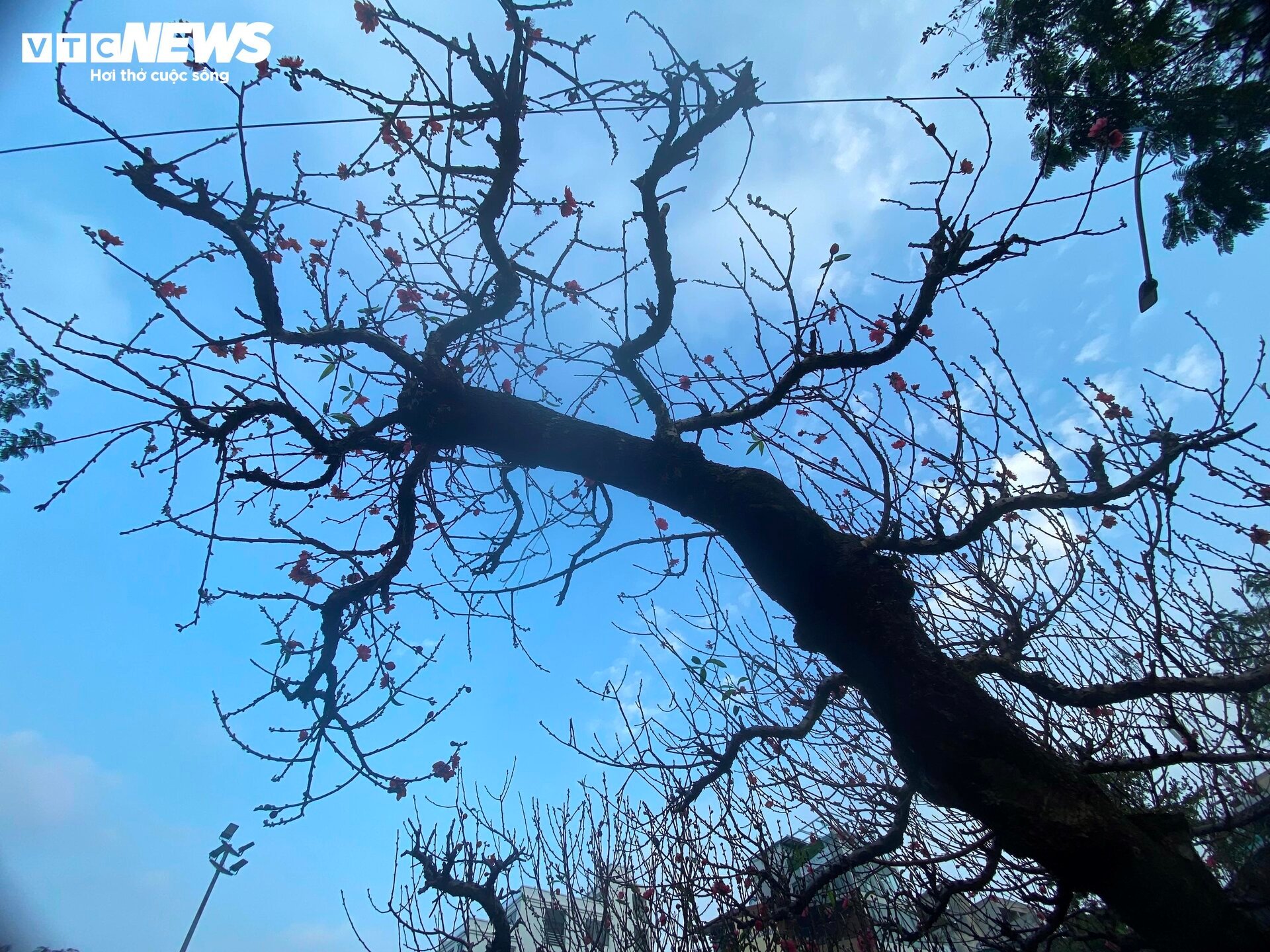 Cận cảnh cây đào nổi bật nhất làng Nhật Tân, giá cho thuê 100 triệu đồng- Ảnh 10.