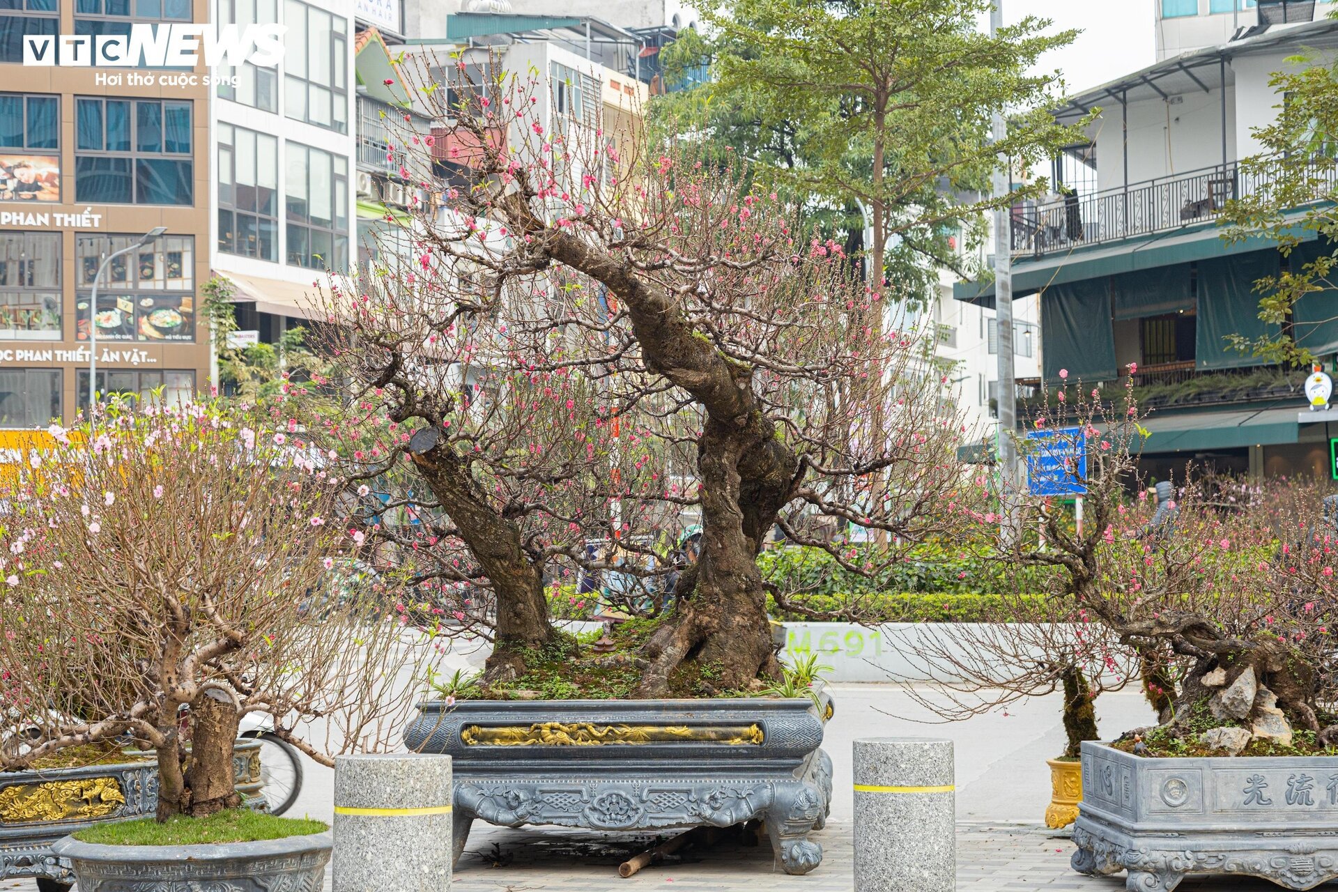 Cận cảnh cây đào nổi bật nhất làng Nhật Tân, giá cho thuê 100 triệu đồng- Ảnh 2.