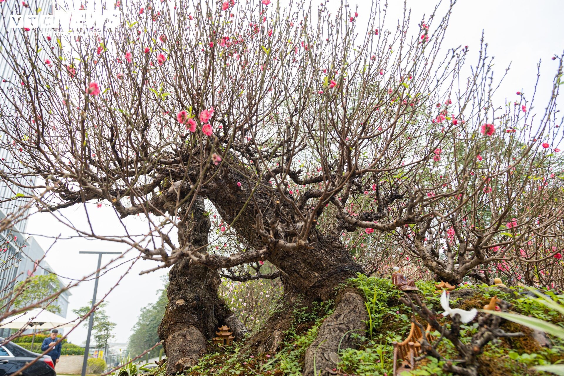 Cận cảnh cây đào nổi bật nhất làng Nhật Tân, giá cho thuê 100 triệu đồng- Ảnh 3.