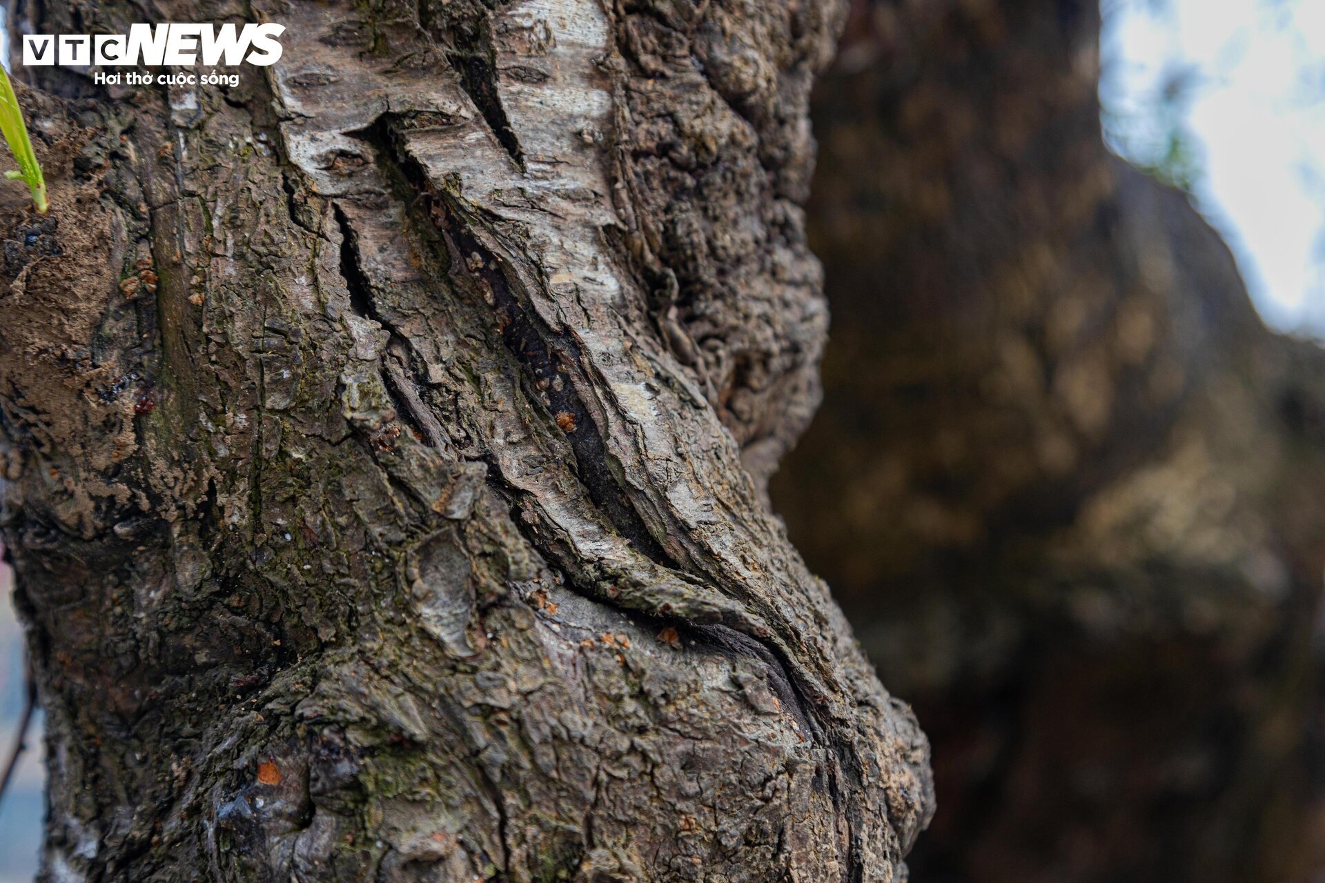 Cận cảnh cây đào nổi bật nhất làng Nhật Tân, giá cho thuê 100 triệu đồng- Ảnh 4.