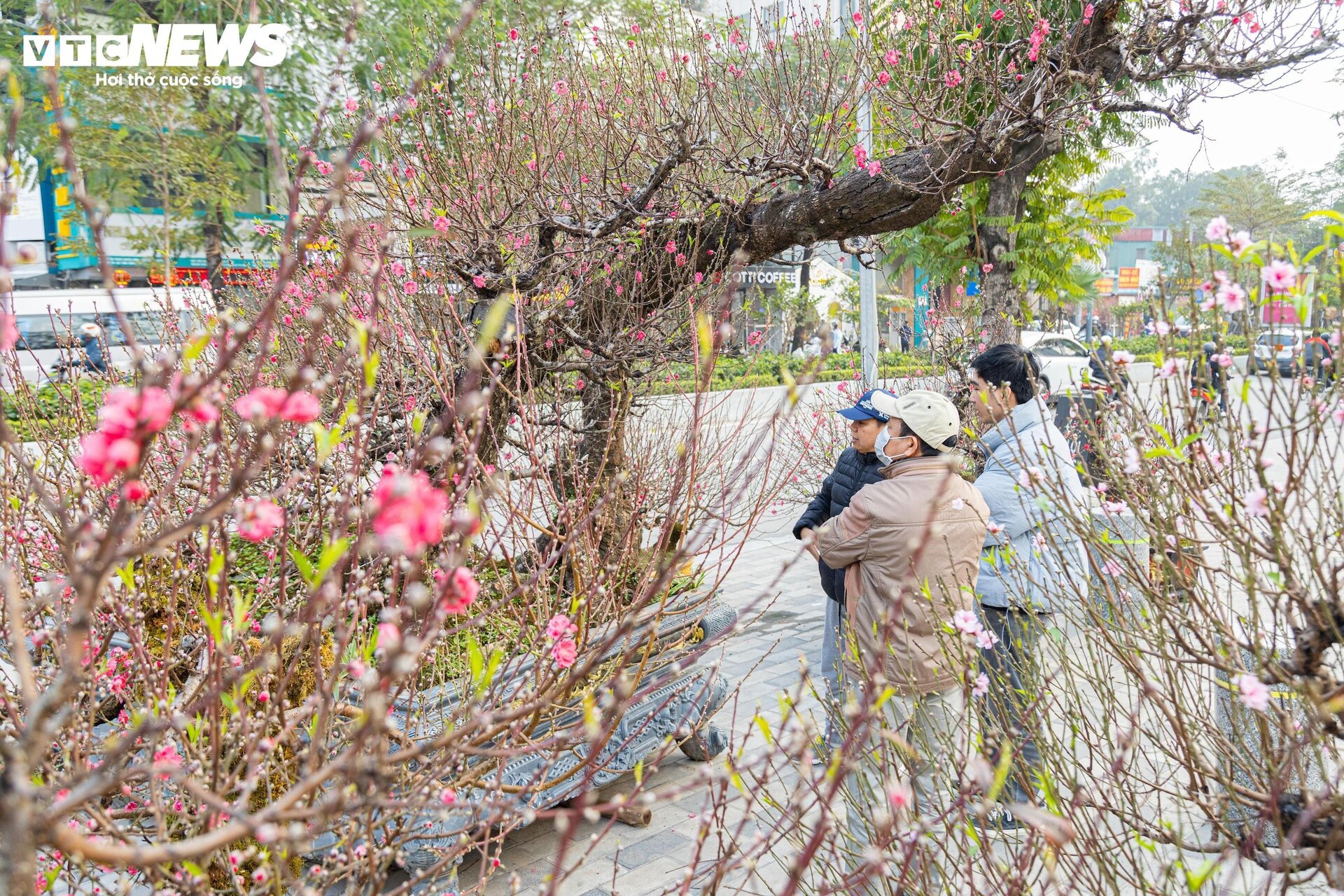 Cận cảnh cây đào nổi bật nhất làng Nhật Tân, giá cho thuê 100 triệu đồng- Ảnh 6.