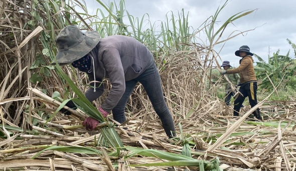 Mía, sầu riêng, rau màu... thu lãi lớn dịp giáp Tết- Ảnh 1.