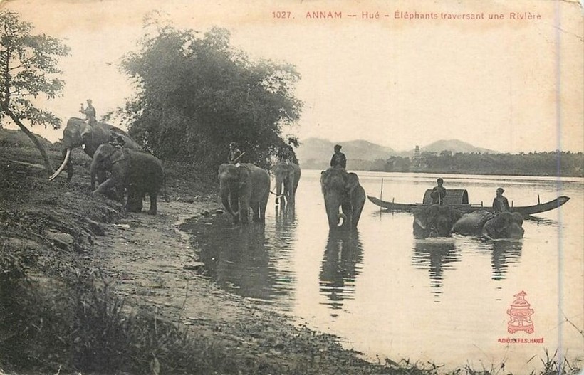 Tổ chức tượng binh thời xưa- Ảnh 1.