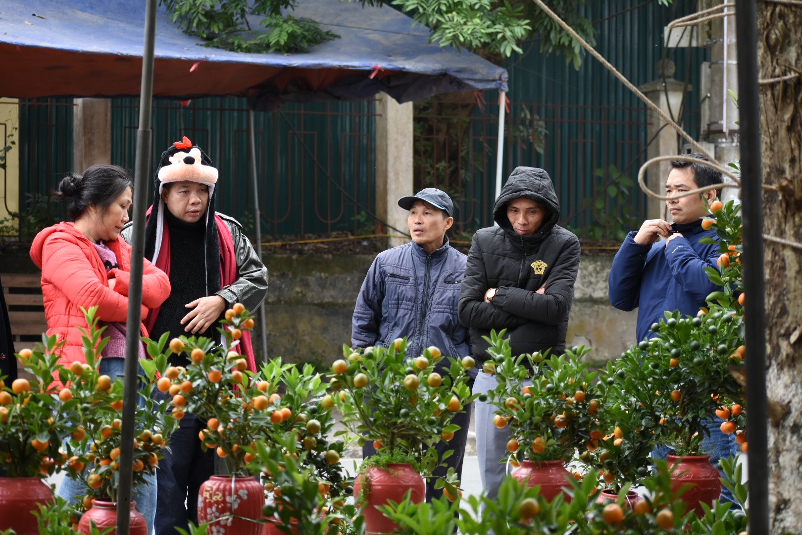 Ý nghĩa của cây quất ngày Tết- Ảnh 8. Ý nghĩa của cây quất ngày Tết- Ảnh 8.