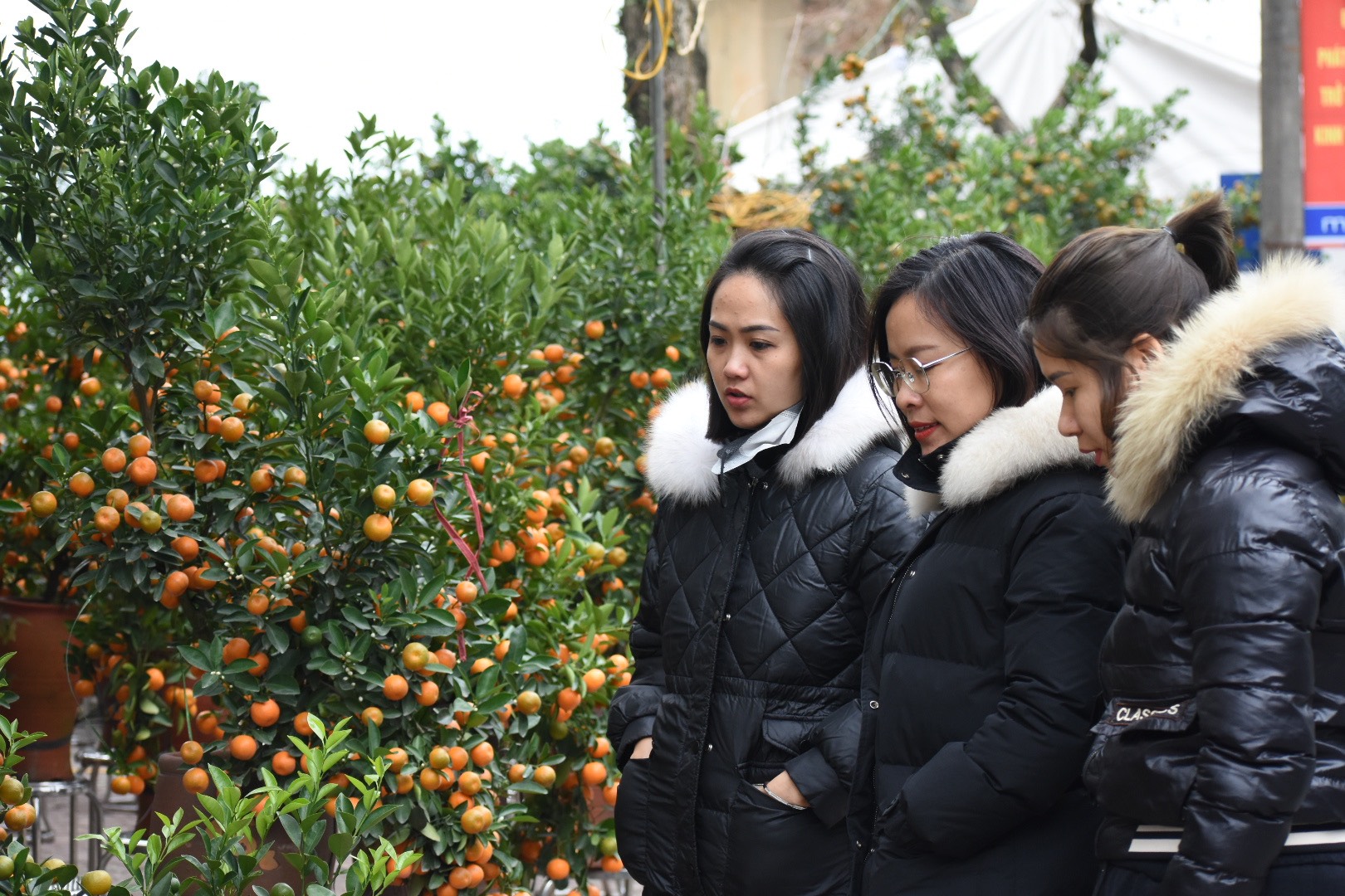 Ý nghĩa của cây quất ngày Tết- Ảnh 3. Ý nghĩa của cây quất ngày Tết- Ảnh 3.
