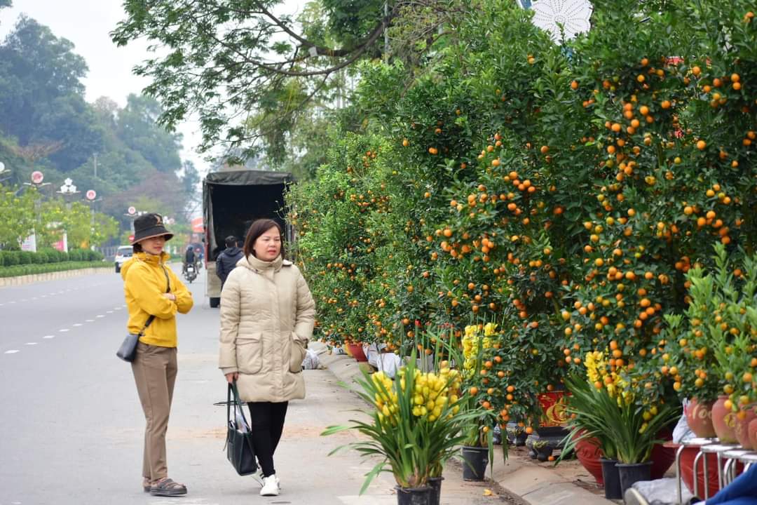 Ý nghĩa của cây quất ngày Tết- Ảnh 5. Ý nghĩa của cây quất ngày Tết- Ảnh 5.