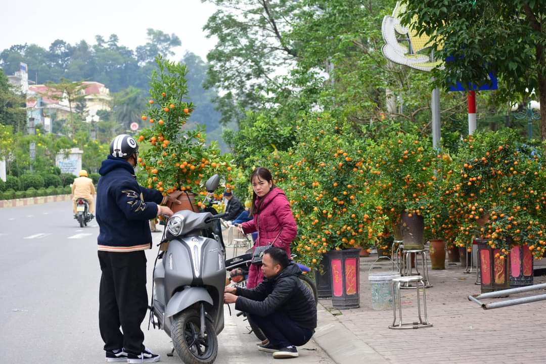 Ý nghĩa của cây quất ngày Tết- Ảnh 6. Ý nghĩa của cây quất ngày Tết- Ảnh 6.