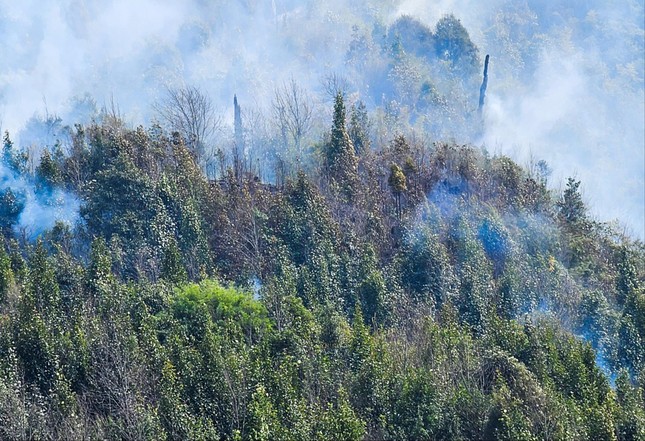 Vụ cháy tại Vườn quốc gia Hoàng Liên: Phải mất thời gian dài mới phục hồi hệ sinh thái- Ảnh 1.