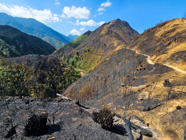Vụ cháy tại Vườn quốc gia Hoàng Liên: Phải mất thời gian dài mới phục hồi hệ sinh thái- Ảnh 2.