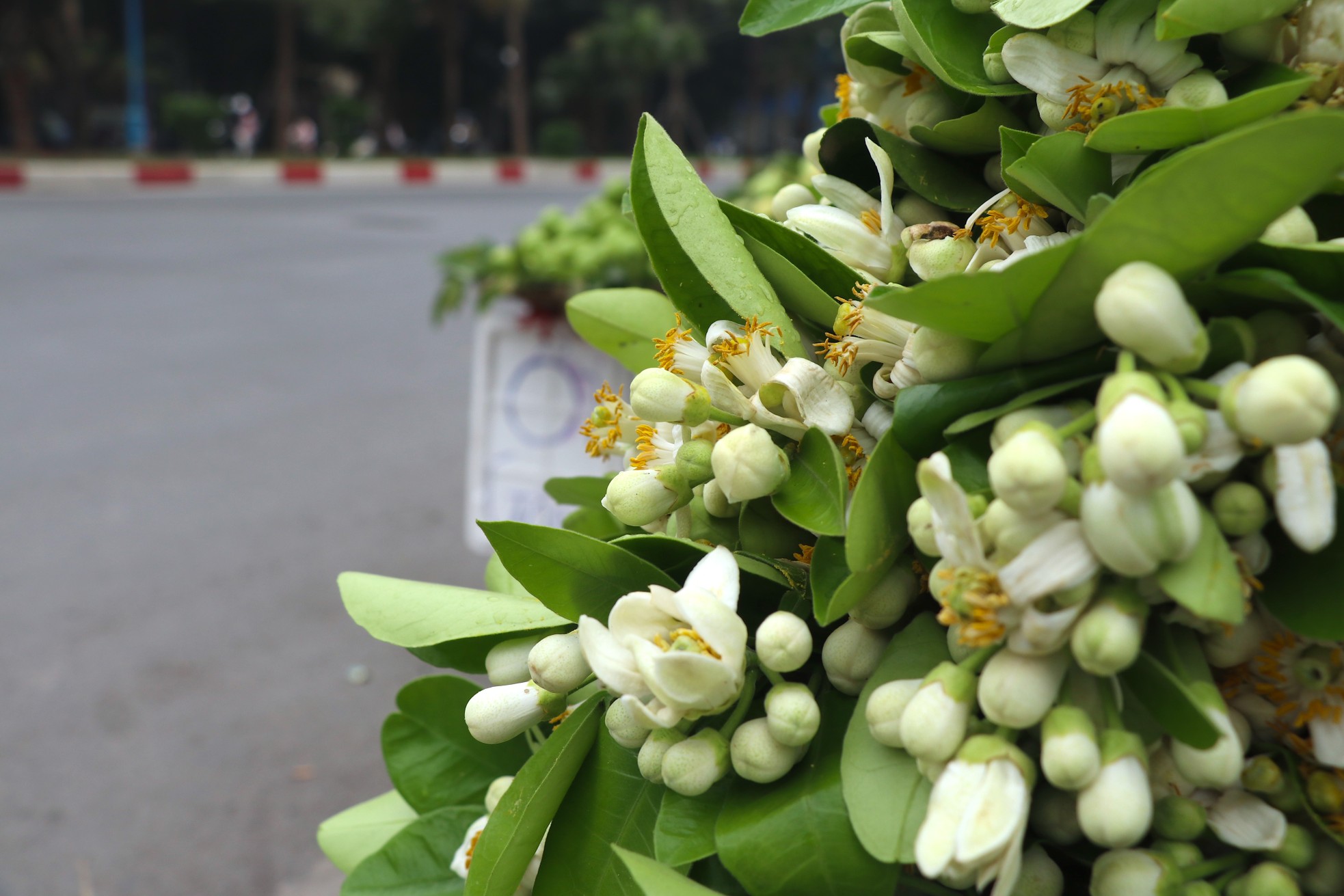 Hoa bưởi đầu mùa giá tới nửa triệu đồng/kg vẫn hút khách Hà Thành- Ảnh 2.