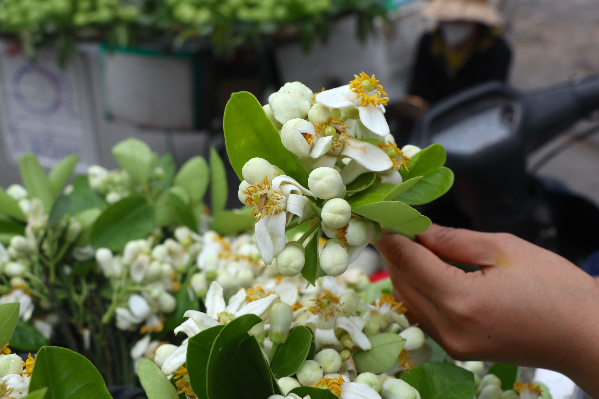 Hoa bưởi đầu mùa giá tới nửa triệu đồng/kg vẫn hút khách Hà Thành- Ảnh 9.