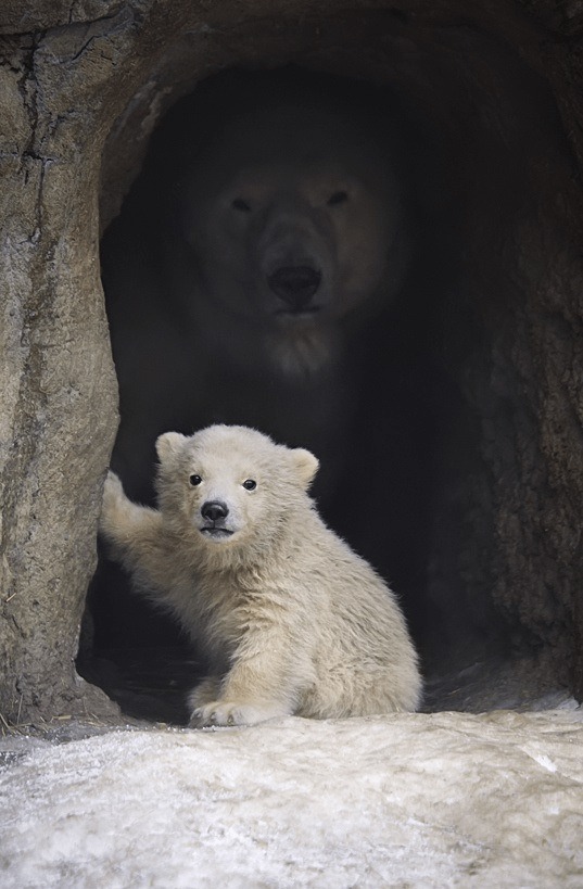 Các nhà khoa học đeo camera cho gấu Bắc Cực, thu về những thước phim đáng báo động- Ảnh 3.