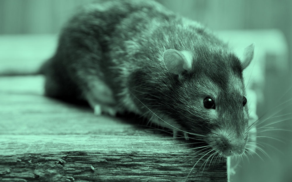 &quot;Quỷ ăn não&quot; xuất hiện trong rừng rậm Tân Cương, dài chưa đầy 20cm, có thể hạ 3.000 con chuột mỗi năm