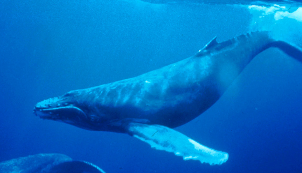 Giải mã bí ẩn đằng sau tiếng hát của cá voi dưới biển sâu- Ảnh 1.