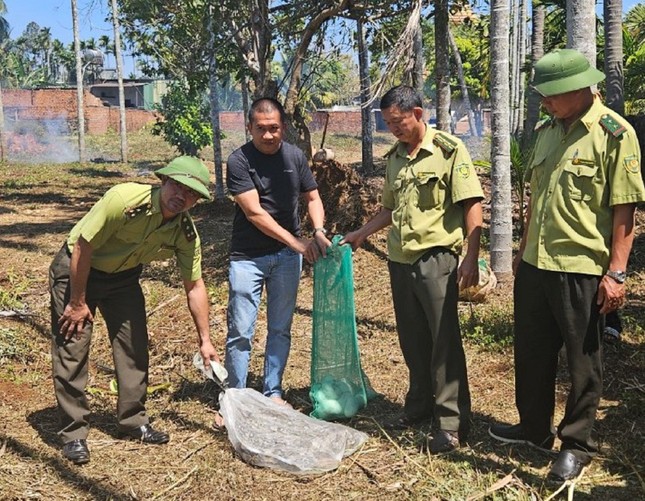 Người đàn ông phát hiện trăn dài 4m kèm ổ trứng- Ảnh 2.