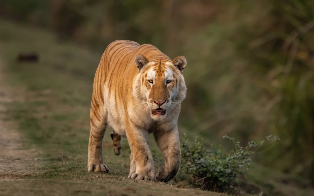 Hổ vàng cực kỳ quý hiếm xuất hiện ở Ấn Độ: Tin tức khiến các nhà bảo tồn &quot;lo sốt vó&quot;