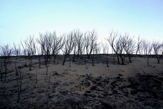 Cháy rừng tàn khốc tại Texas: Khói lửa bao trùm cả vùng trời, xót xa cảnh tượng động vật tán loạn thoát thân- Ảnh 5.
