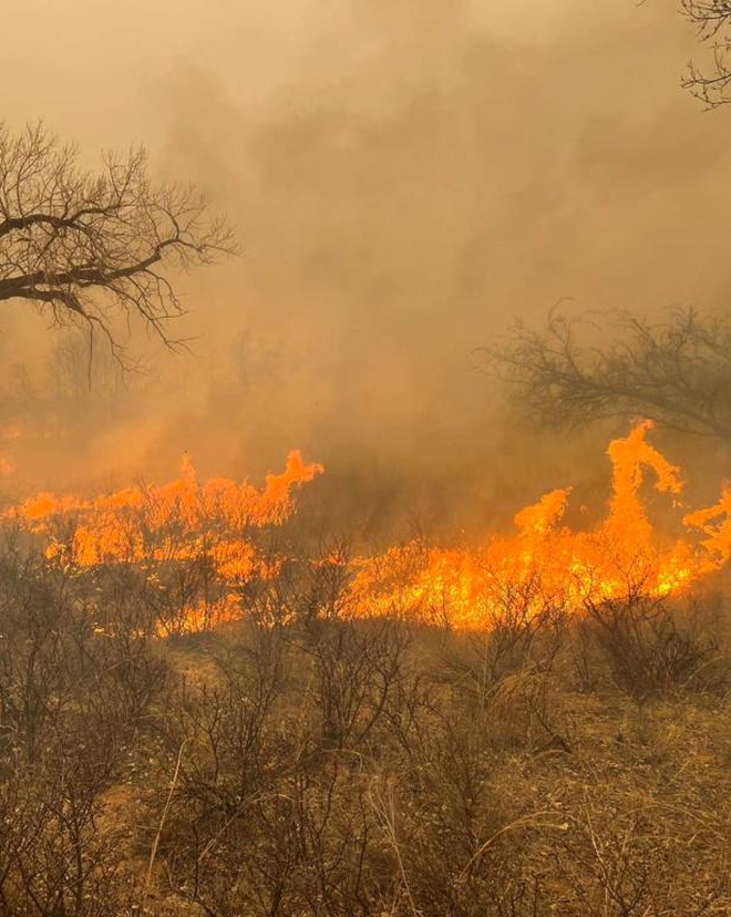 Cháy rừng tàn khốc tại Texas: Khói lửa bao trùm cả vùng trời, xót xa cảnh tượng động vật tán loạn thoát thân- Ảnh 2.