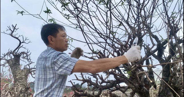 Đào 'khủng' đi đâu, về đâu sau vụ Tết sóng gió?- Ảnh 2.