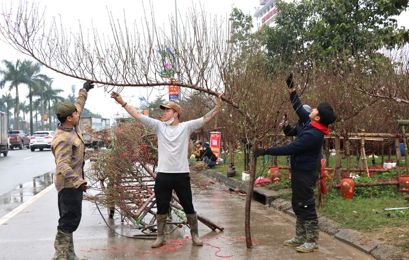 Đào bện thành bình, phủ kín rêu đắt khách ở Hà Tĩnh- Ảnh 17.