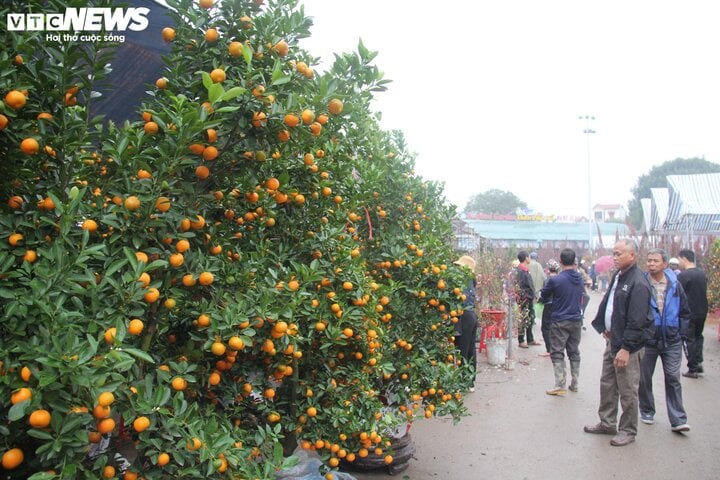 Kinh doanh ế ẩm, tiểu thương buôn đào, quất Tết như 'ngồi trên đống lửa'- Ảnh 3.